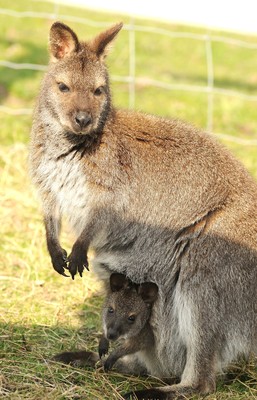 Baby Wallabies 200309