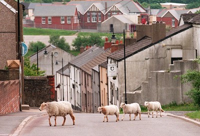 Blaenavon Sheep 110695