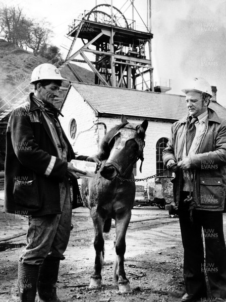 260384 - Picture shows pit pony at Blaenserchan Colliery in Gwent get a titbit from overman Don Reed's lunchbox as under manager David James leads it to temporary surface quarters