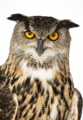 British Birds of Prey Centre 090718