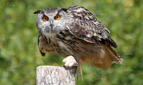 090718 - Picture shows Hector, a European Eagle Owl at the opening of the Great Britain Birds of Prey Centre at the National Botanic Garden of Wales