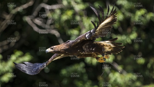090718 - Picture shows a Golden Eagle in flight at the opening of the Great Britain Birds of Prey Centre at the National Botanic Garden of Wales