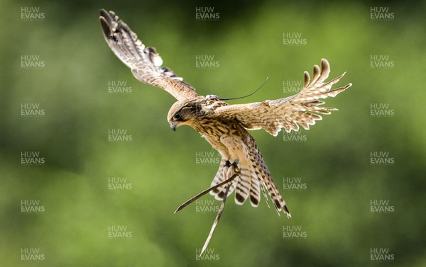 090718 - Picture shows Kestrels in flight at the opening of the Great Britain Birds of Prey Centre at the National Botanic Garden of Wales