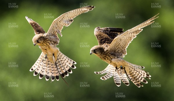 090718 - Picture shows Kestrels in flight at the opening of the Great Britain Birds of Prey Centre at the National Botanic Garden of Wales