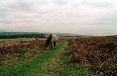 Coity Common 020295