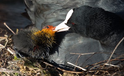 Coot Chicks 160414