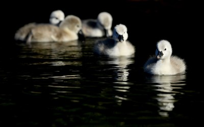 Cygnets at Panarth Marina 140520