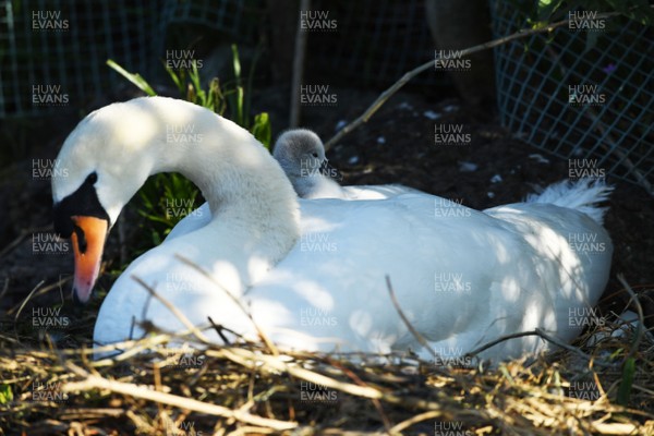 140520 -  Two swans take their 7 cygnets onto the water for the first time after hatching in Penarth Marina, Wales