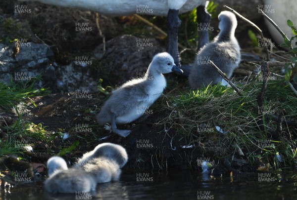 140520 -  Two swans take their 7 cygnets onto the water for the first time after hatching in Penarth Marina, Wales