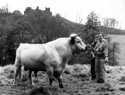 Dinefwr Bull 131186