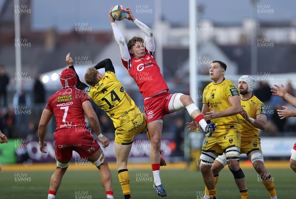 010126 - Dragons RFC v Scarlets - United Rugby Championship - Ellis Mee of Scarlets gets the loose ball