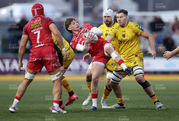 010126 - Dragons RFC v Scarlets - United Rugby Championship - Ellis Mee of Scarlets gets the loose ball