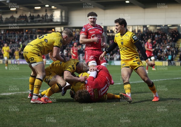 010126 - Dragons RFC v Scarlets - United Rugby Championship - David Richards of Dragons dives over the line to score a try