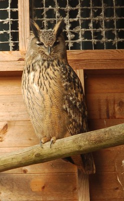 European Eagle Owl