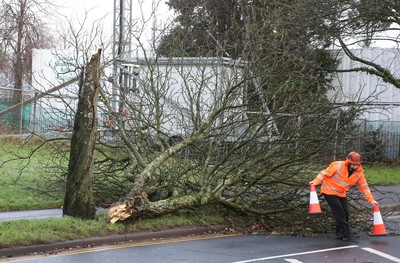 Fallen Tree Cardiff 040118