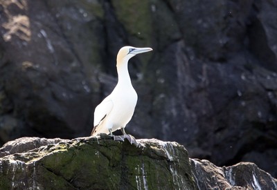 Gannets at Grassholm Island 200508