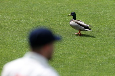 150424 - Glamorgan v Derbyshire - Vitality County Championship, Division Two - A duck on the outfield during play