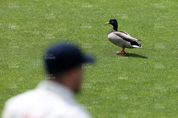 150424 - Glamorgan v Derbyshire - Vitality County Championship, Division Two - A duck on the outfield during play