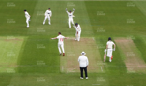 290421 Glamorgan v Kent, LV= County Championship, Group Three - David Lloyd of Glamorgan celebrates taking a wicket