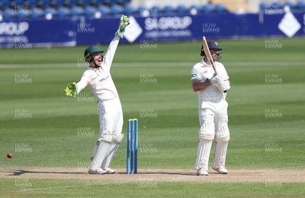 080522 - Glamorgan v Leicestershire, LV= County Championship Division 2 - Harry Swindells of Leicestershire celebrates as Andrew Salter of Glamorgan is given out lbw