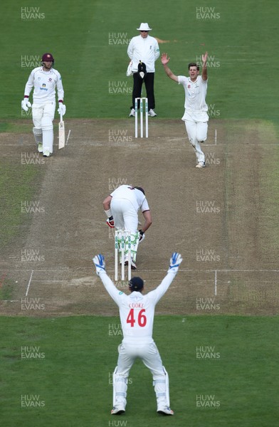 130917 - Glamorgan v Northamptonshire, Specsavers County Championship, Division 2 - Craig Meschede of Glamorgan makes an appeal for the wicket of Josh Cobb of Northamptonshire