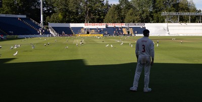 210626 - Glamorgan v Surrey, Rothesay County Championship Division 1- Play is stopped for a few minutes as a large number of seagulls and pigeons descend onto Sophia Gardens