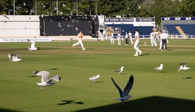 210626 - Glamorgan v Surrey, Rothesay County Championship Division 1- Play is stopped for a few minutes as a large number of seagulls and pigeons descend onto Sophia Gardens
