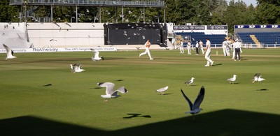 210626 - Glamorgan v Surrey, Rothesay County Championship Division 1- Play is stopped for a few minutes as a large number of seagulls and pigeons descend onto Sophia Gardens
