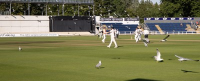 210626 - Glamorgan v Surrey, Rothesay County Championship Division 1- Play is stopped for a few minutes as a large number of seagulls and pigeons descend onto Sophia Gardens