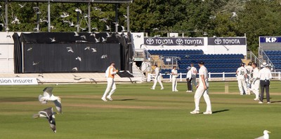 210626 - Glamorgan v Surrey, Rothesay County Championship Division 1- Play is stopped for a few minutes as a large number of seagulls and pigeons descend onto Sophia Gardens