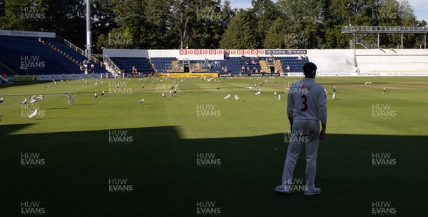 210626 - Glamorgan v Surrey, Rothesay County Championship Division 1- Play is stopped for a few minutes as a large number of seagulls and pigeons descend onto Sophia Gardens