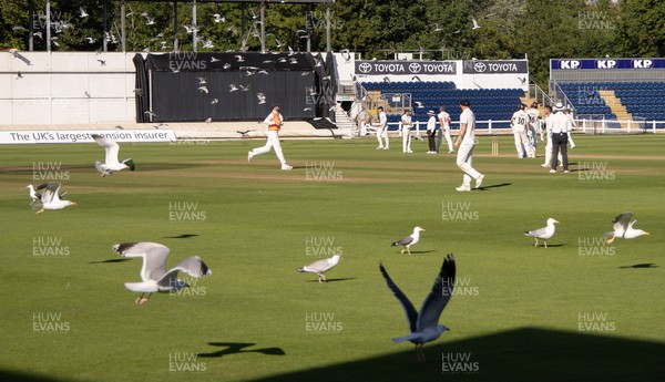 210626 - Glamorgan v Surrey, Rothesay County Championship Division 1- Play is stopped for a few minutes as a large number of seagulls and pigeons descend onto Sophia Gardens