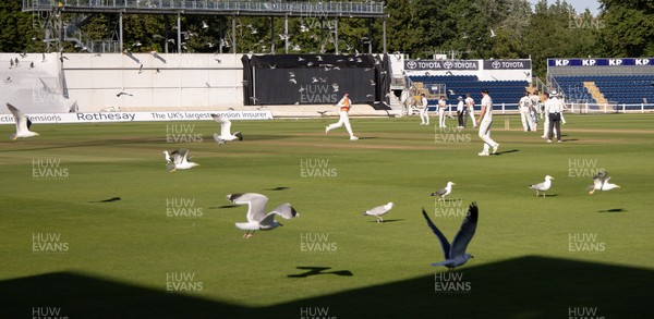 210626 - Glamorgan v Surrey, Rothesay County Championship Division 1- Play is stopped for a few minutes as a large number of seagulls and pigeons descend onto Sophia Gardens