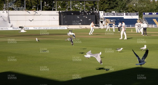 210626 - Glamorgan v Surrey, Rothesay County Championship Division 1- Play is stopped for a few minutes as a large number of seagulls and pigeons descend onto Sophia Gardens