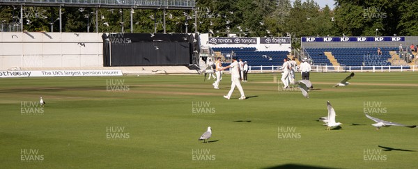 210626 - Glamorgan v Surrey, Rothesay County Championship Division 1- Play is stopped for a few minutes as a large number of seagulls and pigeons descend onto Sophia Gardens