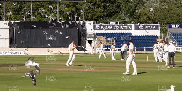210626 - Glamorgan v Surrey, Rothesay County Championship Division 1- Play is stopped for a few minutes as a large number of seagulls and pigeons descend onto Sophia Gardens