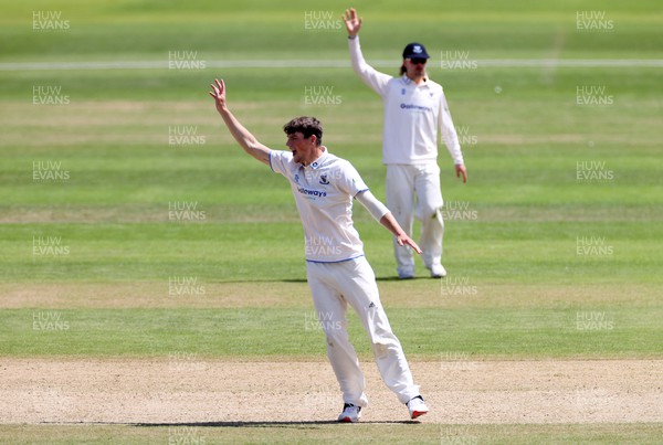 140622 - Glamorgan v Sussex - LV= County Championship - Division Two - Henry Crocombe of Sussex appeals for a wicket