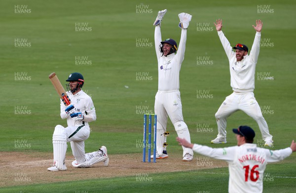 050922 - Glamorgan v Worcestershire - LV= County Championship, Division Two - Chris Cooke and David Lloyd celebrate as Ed Barnard is bowled out by Ajaz Patel of Glamorgan