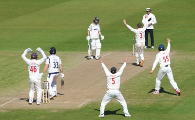 060426 - Glamorgan v Yorkshire, Rothesay County Championship, Division One - Glamorgan celebrate as Finlay Bean of Yorkshire is given out lbw off the bowling of Mason Crane of Glamorgan