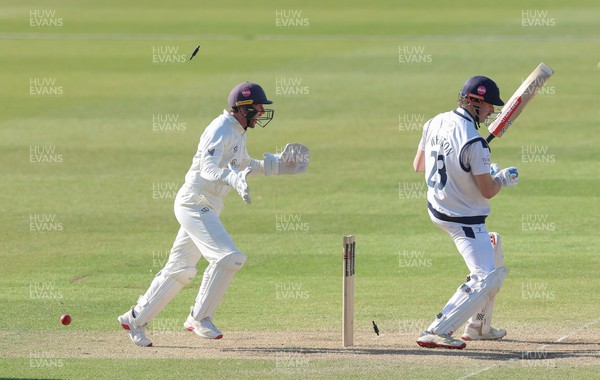 060426 - Glamorgan v Yorkshire, Rothesay County Championship, Division One - Chris Cooke of Glamorgan  celebrates as James Wharton of Yorkshire is bowled by Mason Crane of Glamorgan