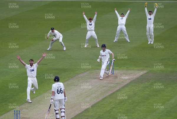 140521 - Glamorgan v Yorkshire, LV= County Championship Group Three - Glamorgan players celebrate as Michael Neser of Glamorgan takes the wicket of Harry Brook of Yorkshire
