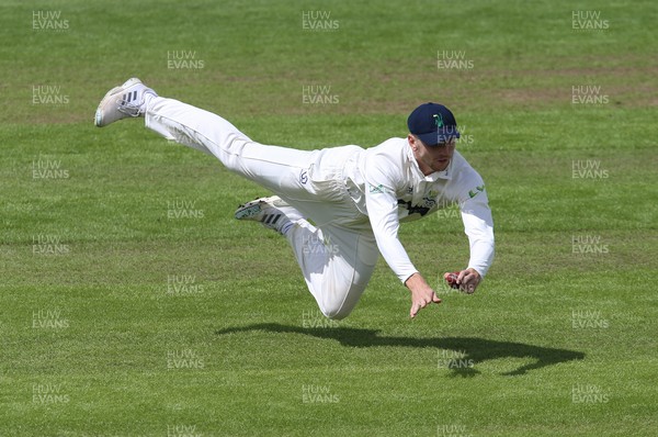 150521 - Glamorgan v Yorkshire, LV= County Championship Group Three - Joe Cooke of Glamorgan takes a diving catch to take the wicket of Harry Duke of Yorkshire