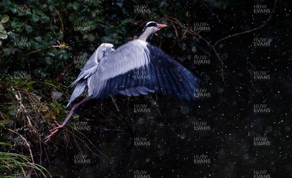 310121 - A grey heron lands near his fishing spot at Roath Park Lake, Cardiff, 