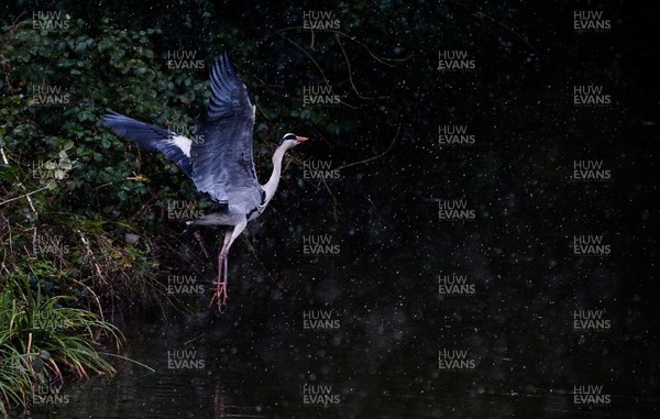310121 - A grey heron lands near his fishing spot at Roath Park Lake, Cardiff, 