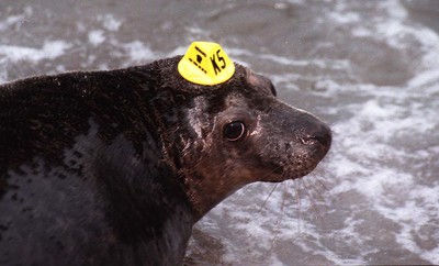 Hats for Seals 290199