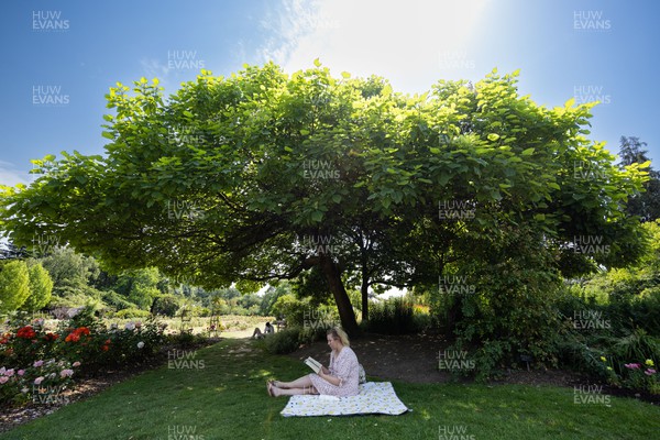 180722 - A woman reads a book in the shade of a tree in Roath Park in Cardiff as people appear to heed the Amber Warning for extreme heat and avoid the sun in the early afternoon
