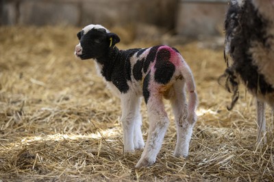 Lambing in Brecon Beacons 100321