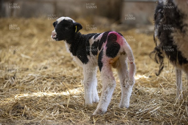100321 - Picture shows on newly born Jacob lamb, a UK native rare breed of sheep on shepherdess� Samantha Matthews farm near Brecon, South Wales as this years lambs start to be born