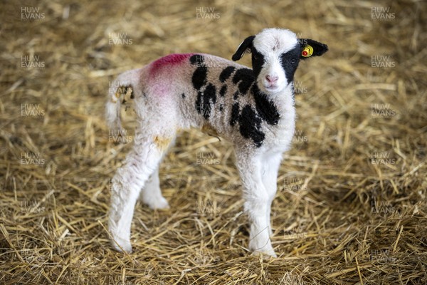 100321 - Picture shows on newly born Jacob lamb, a UK native rare breed of sheep on shepherdess� Samantha Matthews farm near Brecon, South Wales as this years lambs start to be born