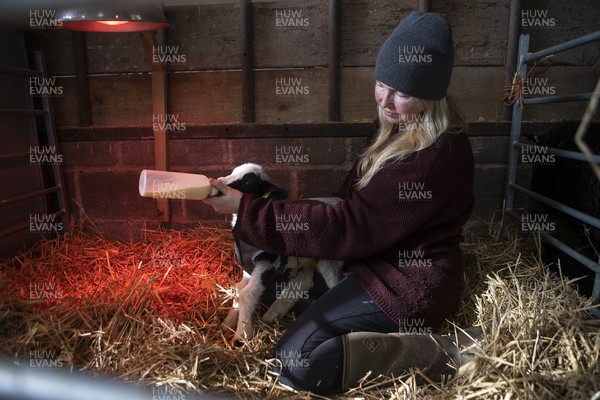 100321 - Picture shows on newly born Jacob lamb called Monty, a UK Native rare breed of sheep being hand fed by  shepherdess� Samantha Matthews on her farm near Brecon, South Wales